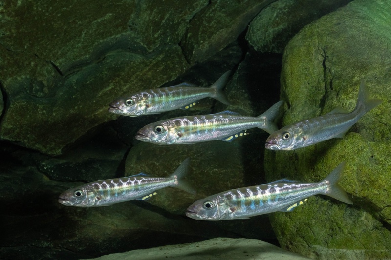 Bathybates fasciatus 'Sibwesa'